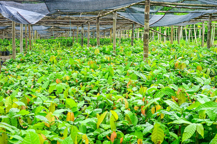 Meio ambiente e setor produtivo avançam após receber impulsionamento do Governo